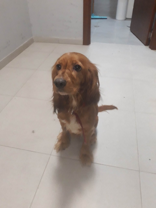 კოკერსპანიელი თემქა 10 კვ. 35 კორპუსი