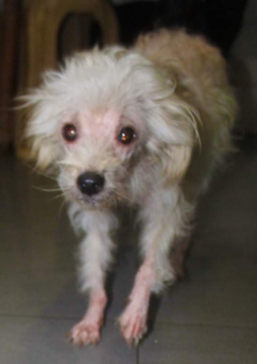 პუდელი უსახელო