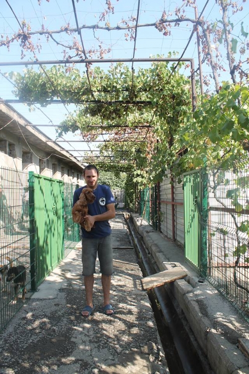 კოკერსპანიელი უსახელო