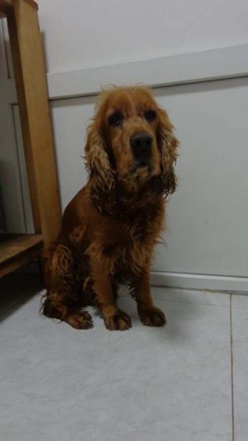 კოკერსპანიელი უსახელო