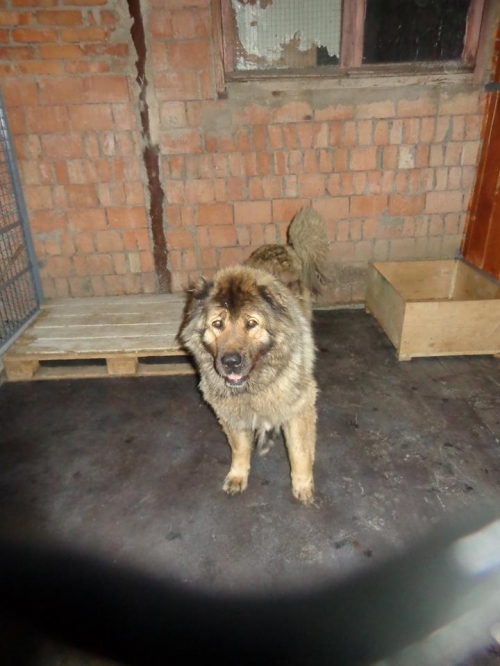 კავკასიური ნაგაზი ბორა