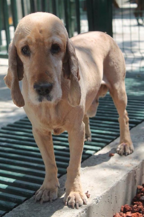 კოკერსპანიელი ბოტო