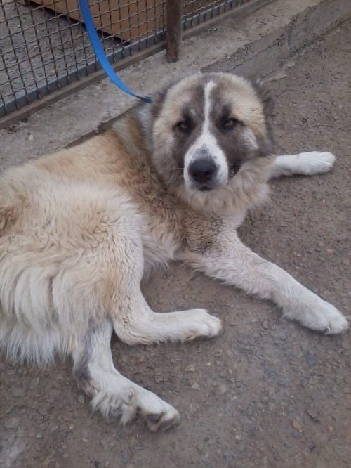 კავკასიური ნაგაზი ბუთა