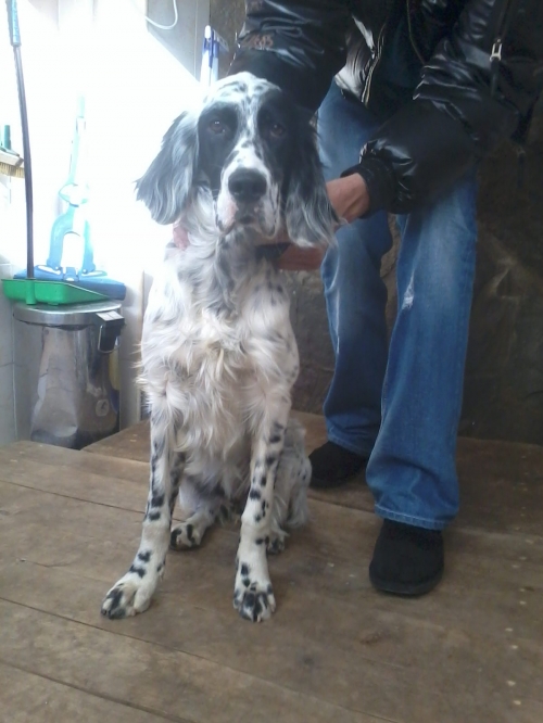 სეტერი უცნობი