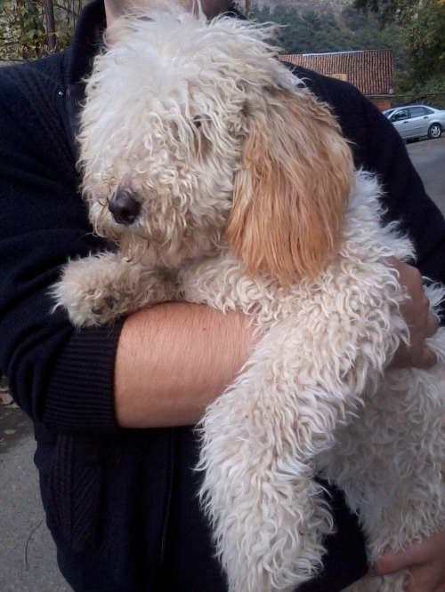 პუდელი მოლი