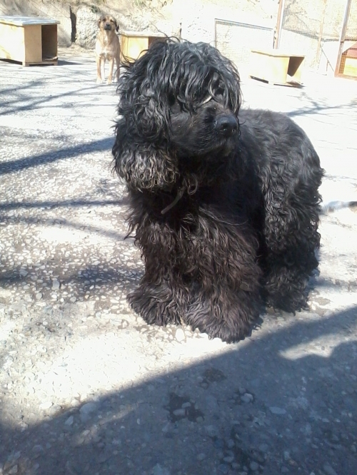 კოკერსპანიელი ბუბუ