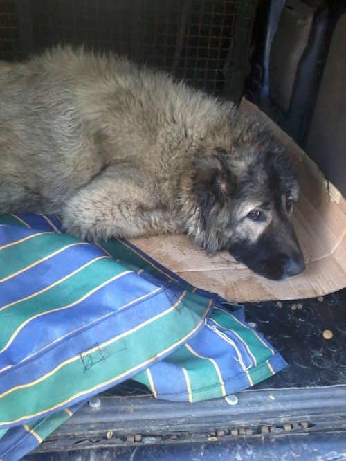 კავკასიური ნაგაზი ბომბორა