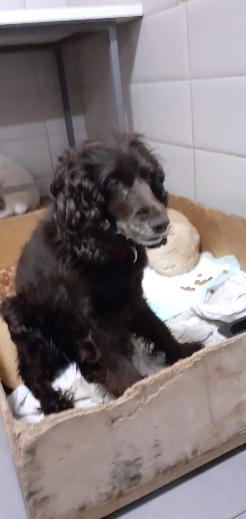 კოკერსპანიელი უსახელო