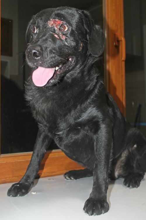 ლაბრადორი უსახელო