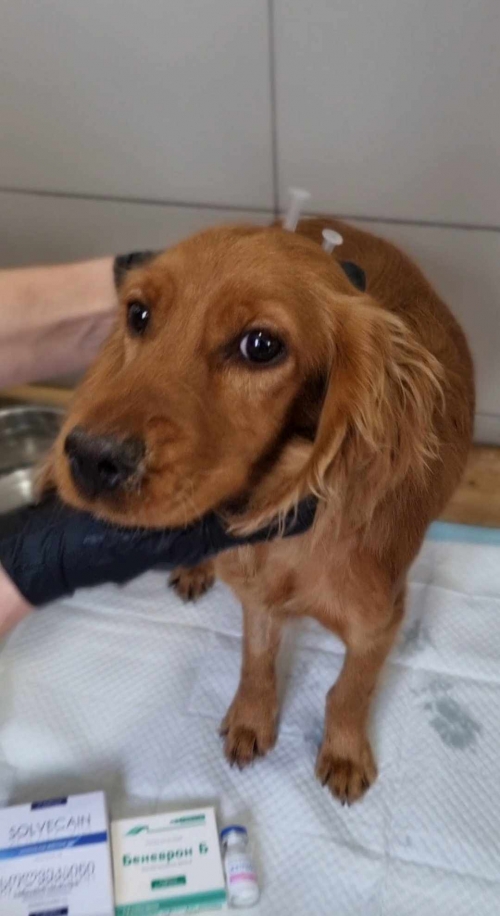 კოკერსპანიელი ვარკეთილი ხიდები