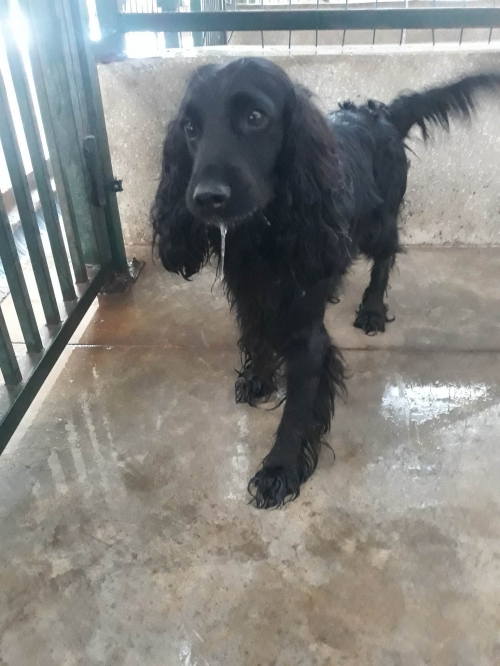 კოკერსპანიელი ზღვის უბანი