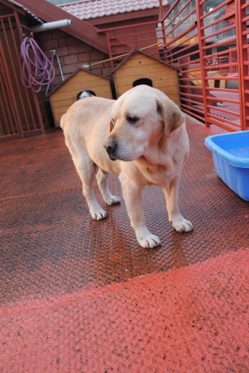 ლაბრადორი უსახელო