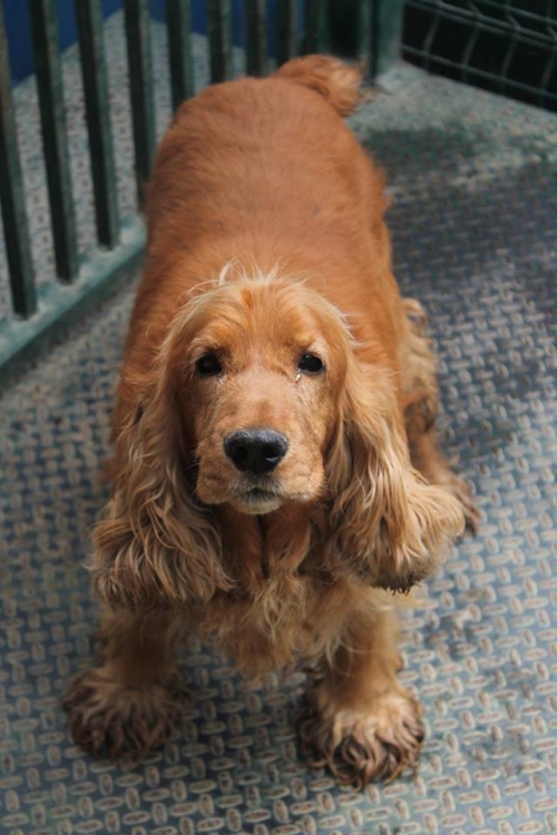 კოკერსპანიელი უსახელო