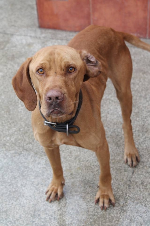 უნგრული ვიჟლა უსახელო