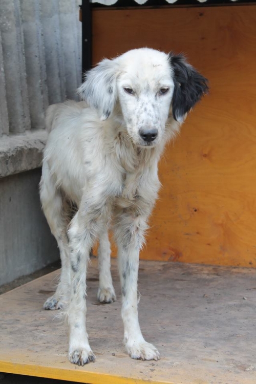 სეტერი უსახელო