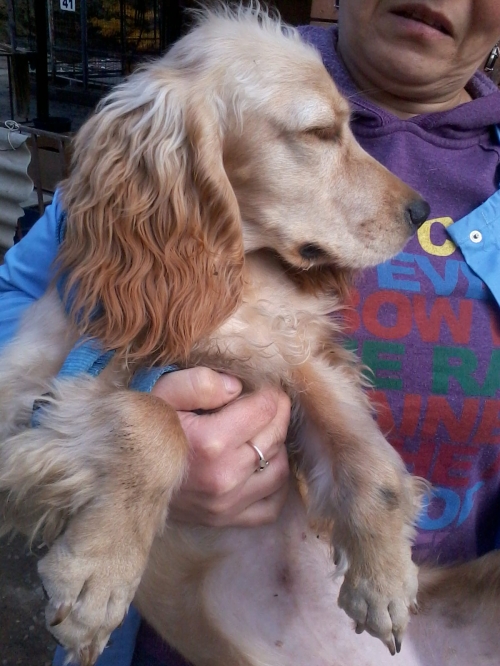 კოკერსპანიელი ლესი