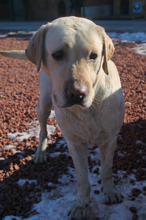 ლაბრადორი უსახელო