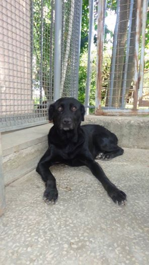 ლაბრადორი უსახელო