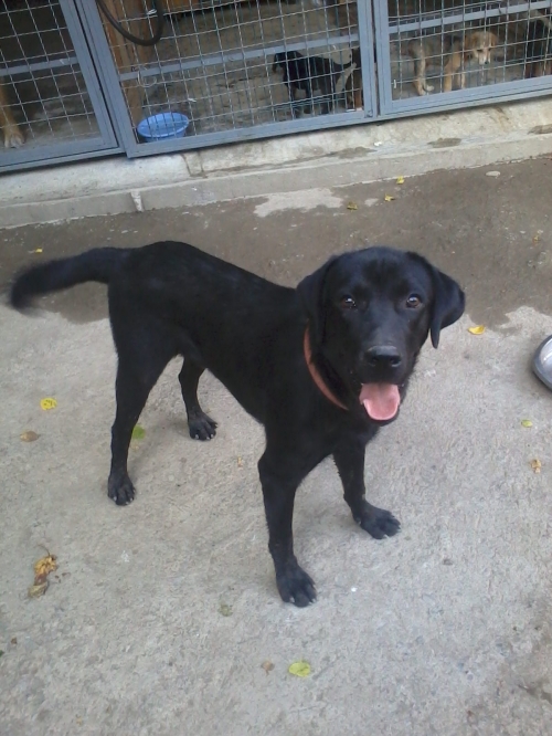 ლაბრადორი მაქსი