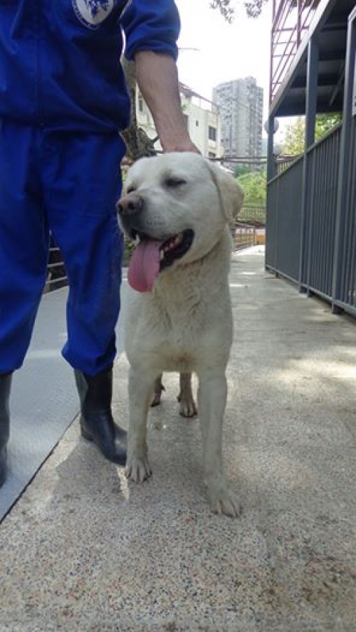 ლაბრადორი უსახელო