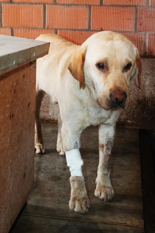 ლაბრადორი უსახელო