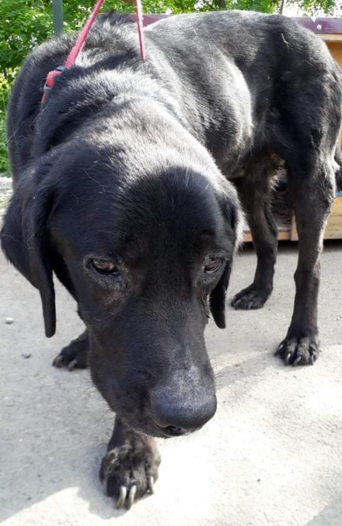 ლაბრადორი უსახელო