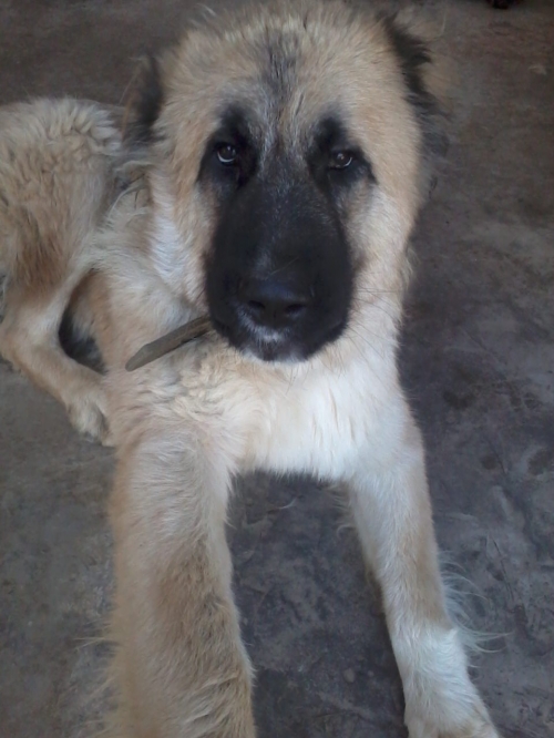 კავკასიური ნაგაზი ჯესი