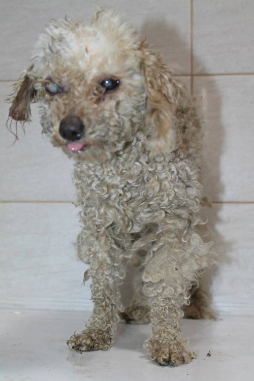 პუდელი უსახელო