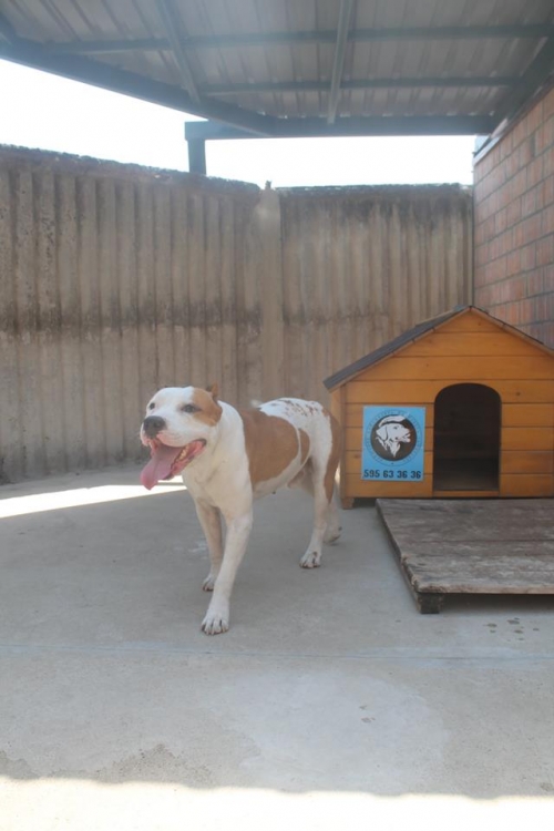 სტაფი როკი