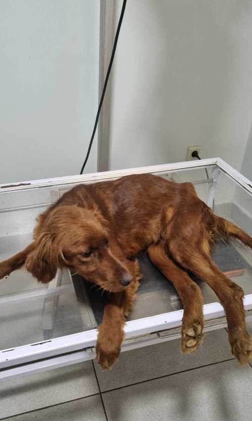 სეტერი ზესტაფონი