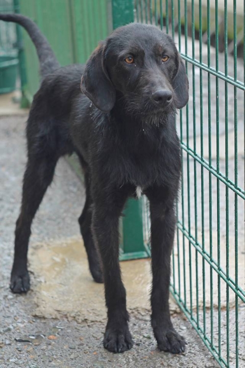 დრათხარის მეტისი უსახელო