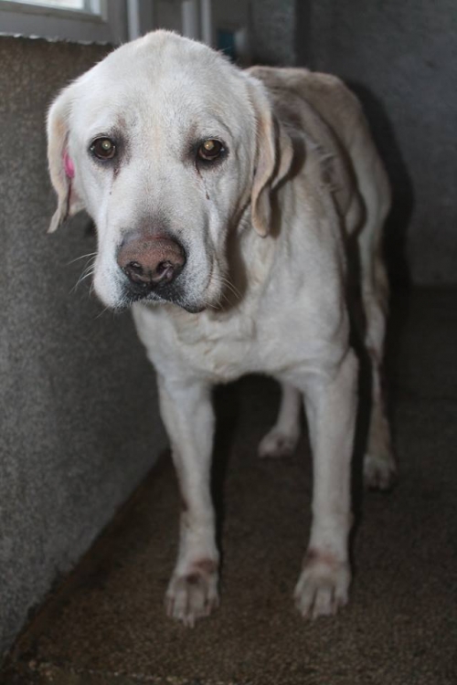 ლაბრადორი უსახელო