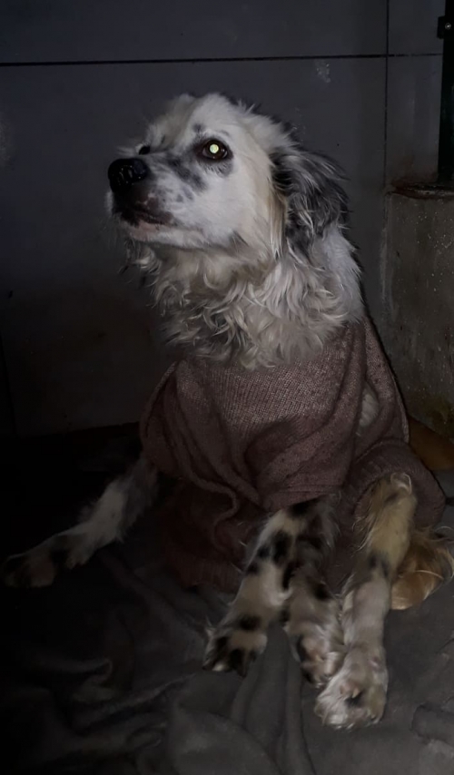 სეტერი უსახელო