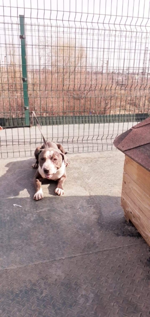 სტაფი უსახელო