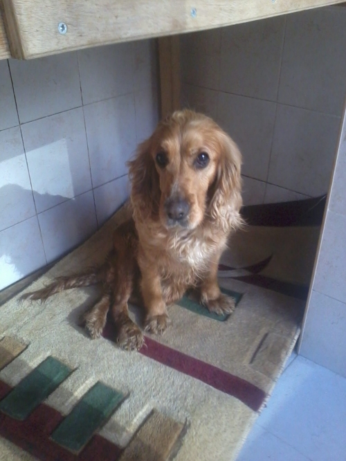 კოკერსპანიელი უცნობი