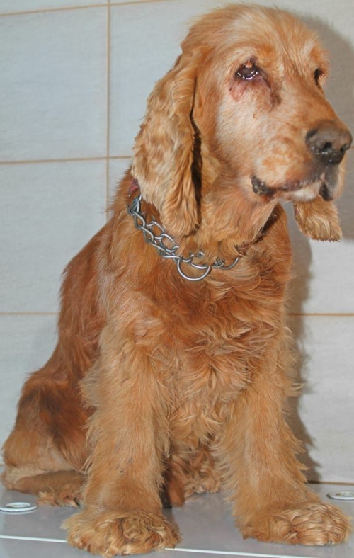 კოკერსპანიელი ჩიკორინო