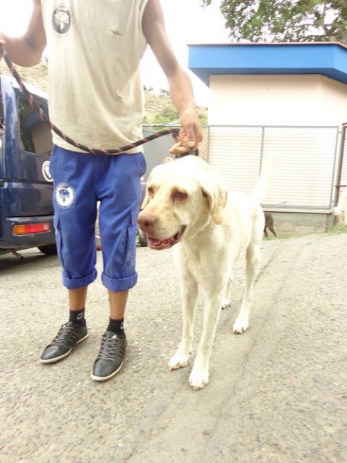 ლაბრადორი როკი