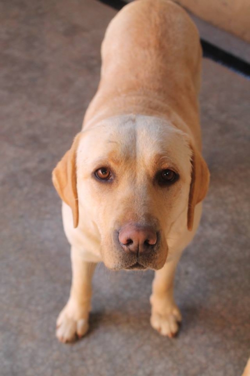 ლაბრადორი უსახელო