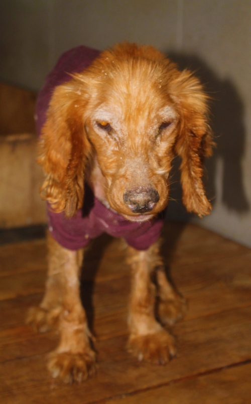 კოკერსპანიელი უსახელო