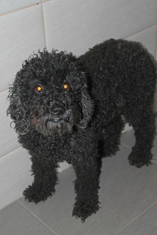 პუდელი ბანწიკა