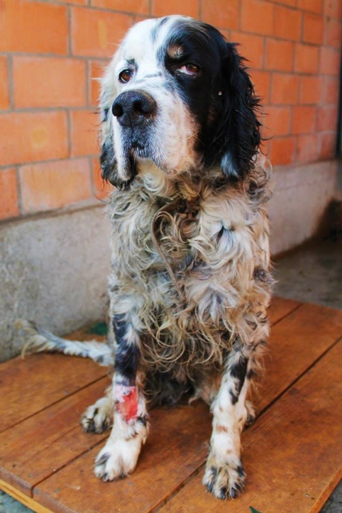 სეტერი ტერი