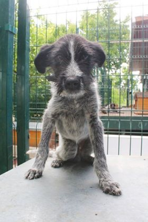 დრათხარის მეტისი მიკი