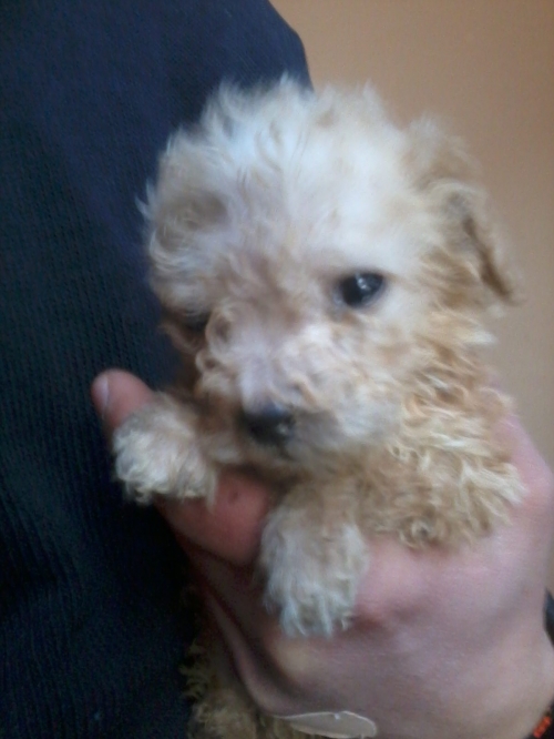 პუდელი უსახელო