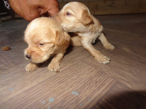 პუდელი უსახელოები+9 ლეკვი