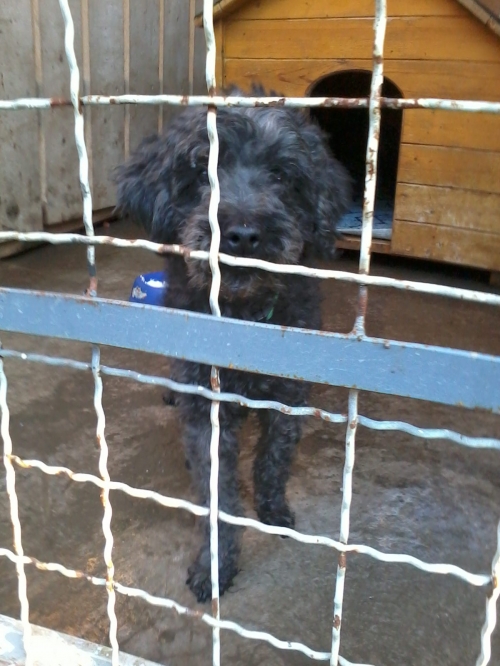 პუდელი რიჩი