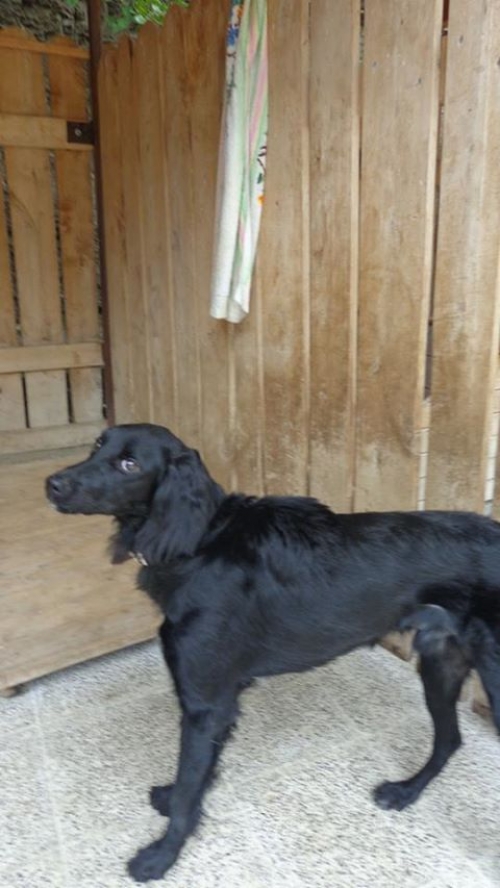 სეტერი ბუბუ