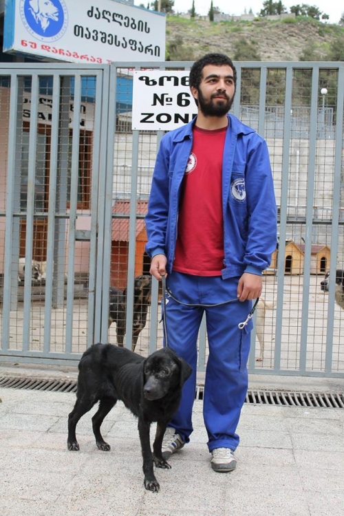 ლაბრადორი ჯესი