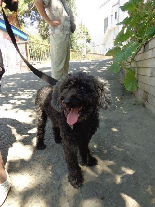 პუდელი ლუი