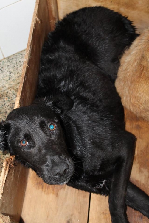 ლაბრადორი ჯესი