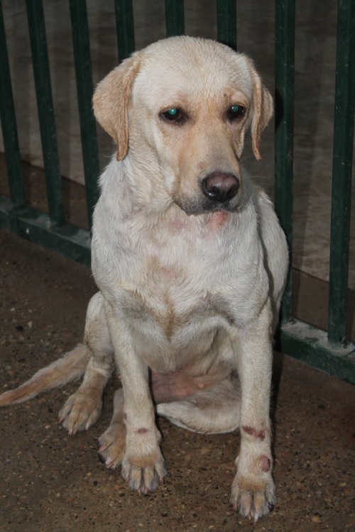 ლაბრადორი ლედი